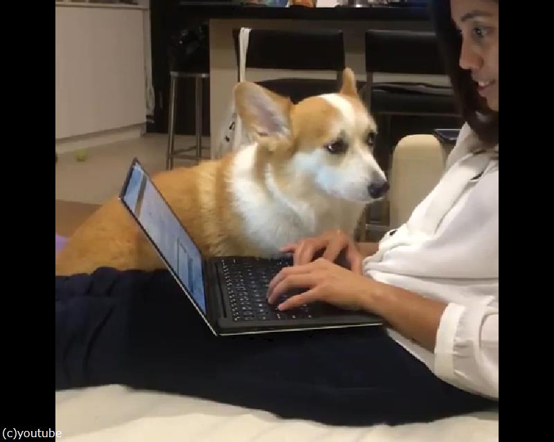 犬 かまって 仕事ができなくなるアピール 動画 らばq