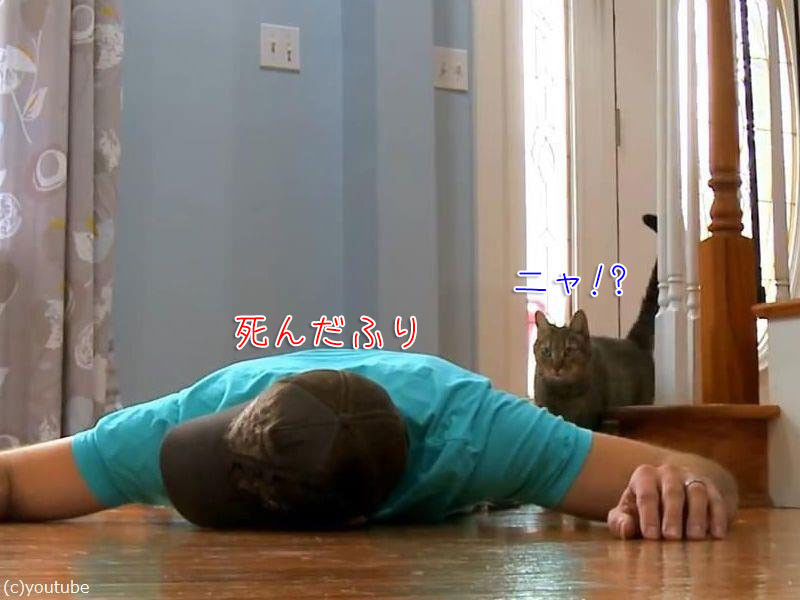 「うちの猫に限って…」飼い主が死んだふりをしたらどんな反応をするのか実験した結果らばQ 「うちの猫に限って…」飼い主が死んだふりをしたらどんな反応をするのか実験した結果らばQ