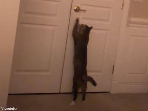 スムーズにドアを開ける猫