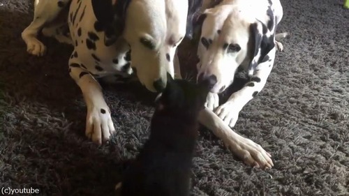 面倒見のいいダルメシアンズ03