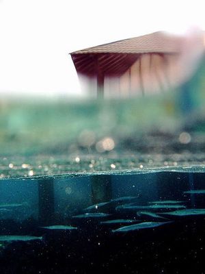 水面の上と下05