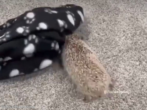 「かわいいけど激しい…」何でも破壊しようとするハリネズミ