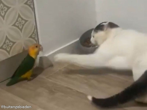 インコに激怒する猫だけど…格の違いを見せつけられてエサを奪われてしまう