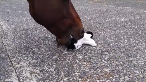 �Ϥ����ɤ��Τˤ��04