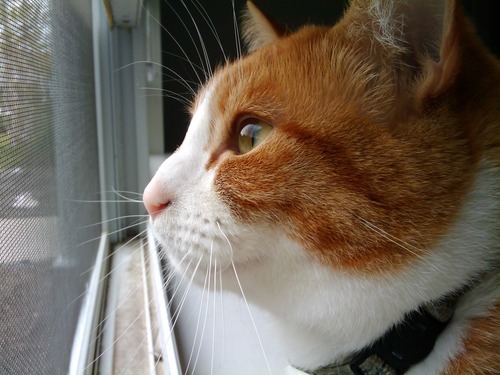 携帯カメラ撮影03