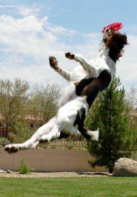 犬の身体能力凄い10