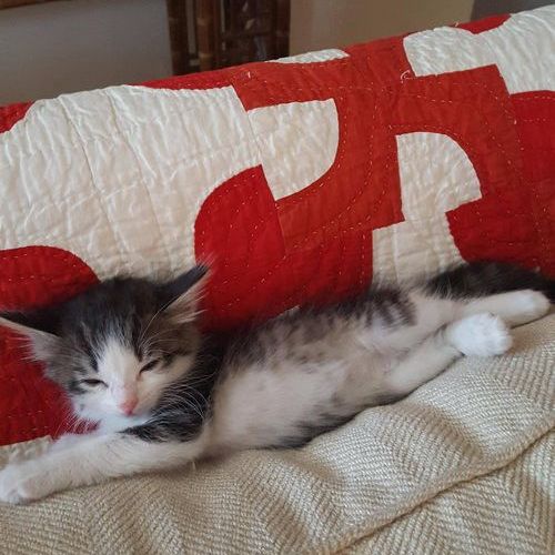 トラックの下でおびえてる子猫04