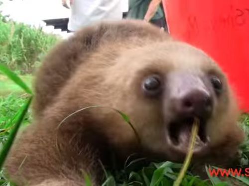 ナマケモノの赤ちゃんはどんな声 こんなかわいい声だった 動画 らばq ナマケモノの赤ちゃんはどんな声 こんなかわいい声だった 動画 らばq