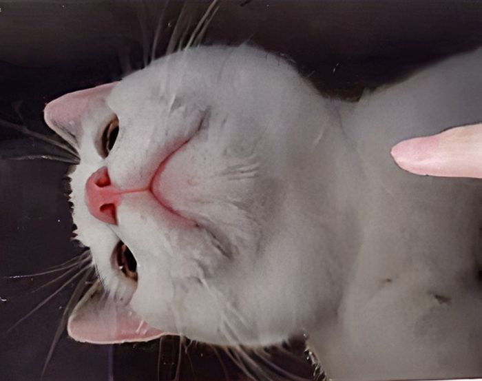 猫が知らないうちにipadで自撮りしてたの それも何十枚も らばq 猫が知らないうちにipadで自撮りしてたの それも何十枚も らばq