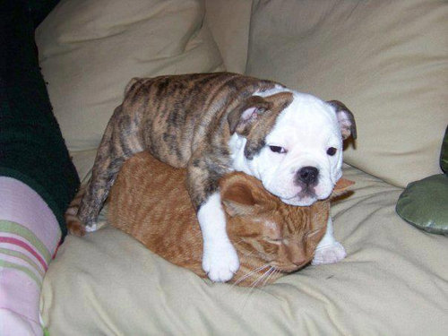 猫を屈服させる犬11