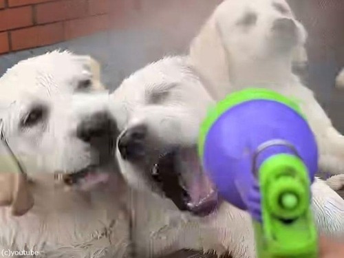 水遊びが好きなラブラドールの子犬たちが…ホースの水を噴射されて大興奮（動画）