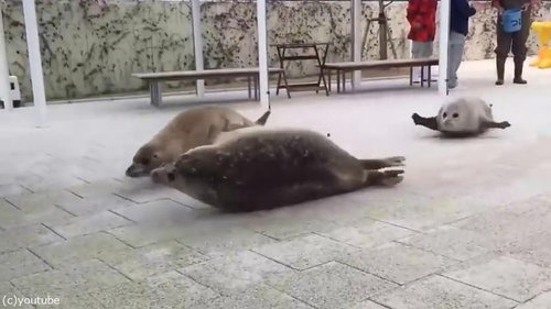 Φ�奢���饷03