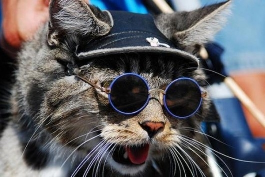 新ジャンル メガネが似合うオシャレな猫たちの写真22枚 らばq