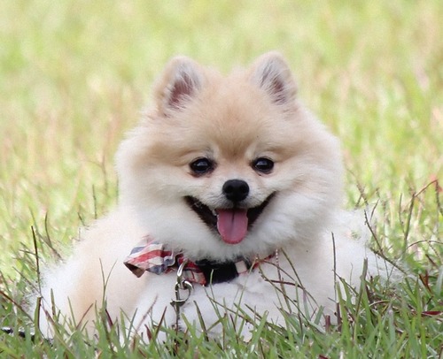 Pomeranian
