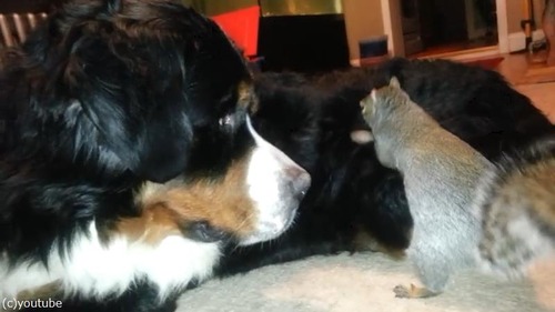 どんぐりの隠し場所01