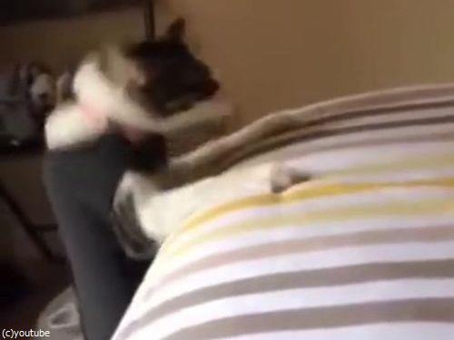 ベッドに登ろうとする猫の変なジャンプ05