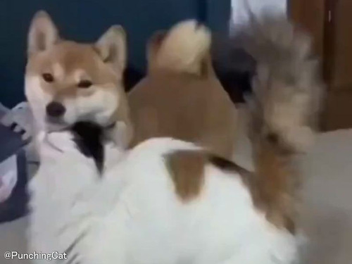 「どこで覚えたの!?」小悪魔な猫が柴犬を骨抜きにするテクニック