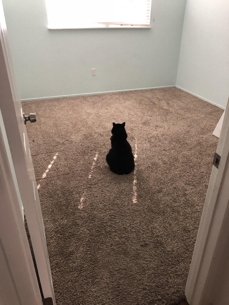 「先日ルームメイトが出て行った。彼女を好きだったうちの猫は…こうしてる」