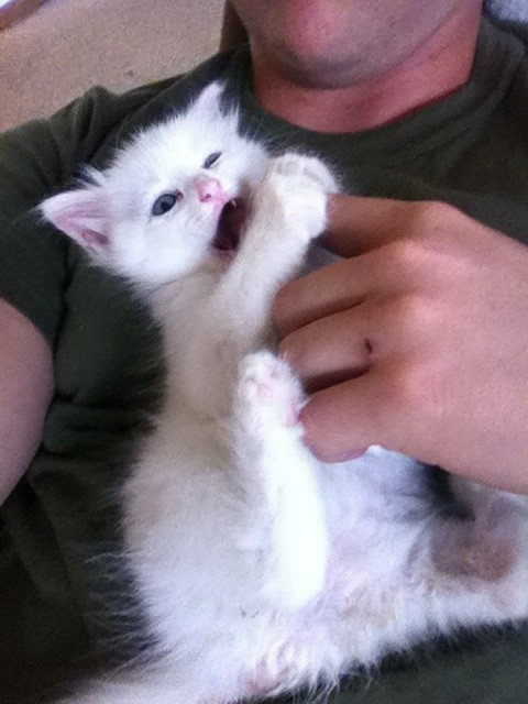 ペットたちが離してくれない01