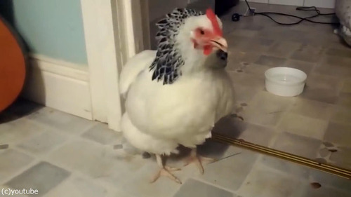 �˥�ȥ�Τ������02