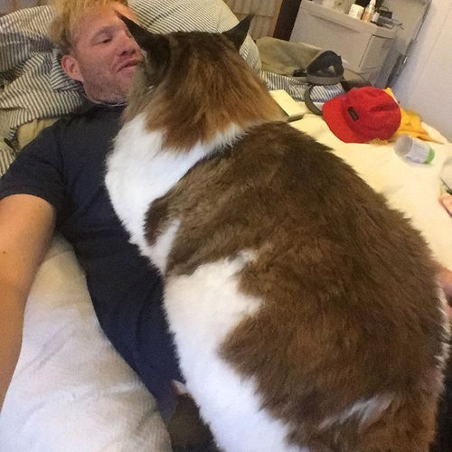 大きな猫メインクーン18