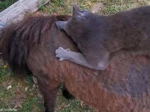 ǭ���ߥ˥��奢�ۡ������ꤳ�ʤ�02