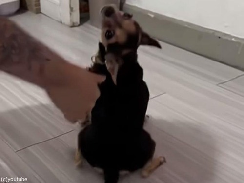 「犬が最高に喜ぶ部位を見つけてしまったの…」→見たことのない動きと表情（動画）