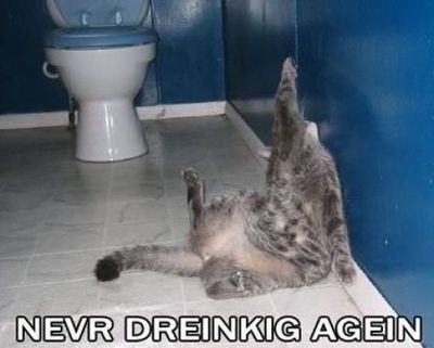 ハッピバースデーな猫15