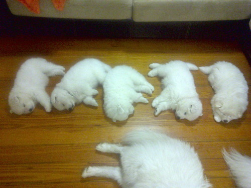 ��²�ǽ������븤03