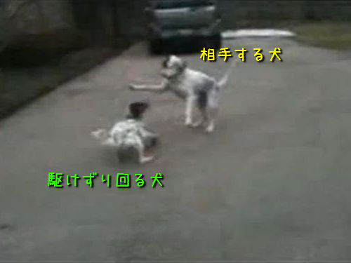 �鵻�Ϥ���ĸ�