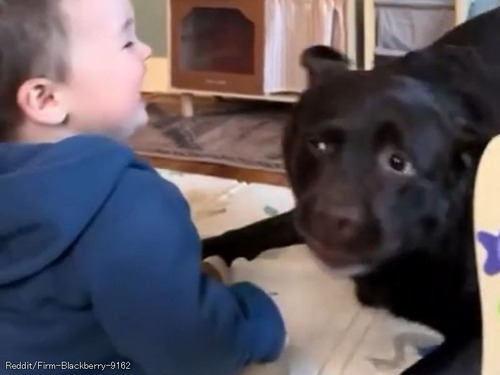 「赤ちゃんをゲラゲラ笑わせる犬」うれしそうに遊ぶ姿が微笑ましい