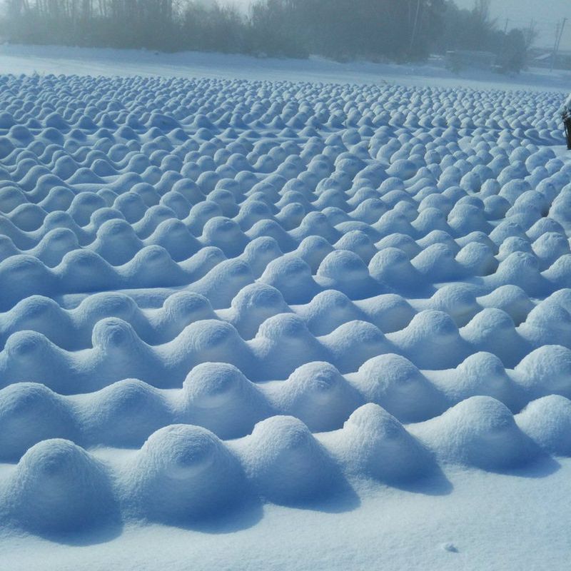 雪景色に無数の丸い もこもこ これ 何だと思う 気になる正体がこちら らばq