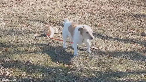 犬のリードを離してくれない猫04