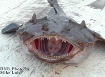 4.チョウチンアンコウ(Anglerfish)