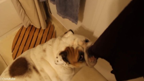 風呂嫌いの犬をおとなしく連れて行く方法07