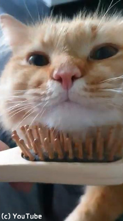 ブラシに夢中な猫、世界一幸せそう02