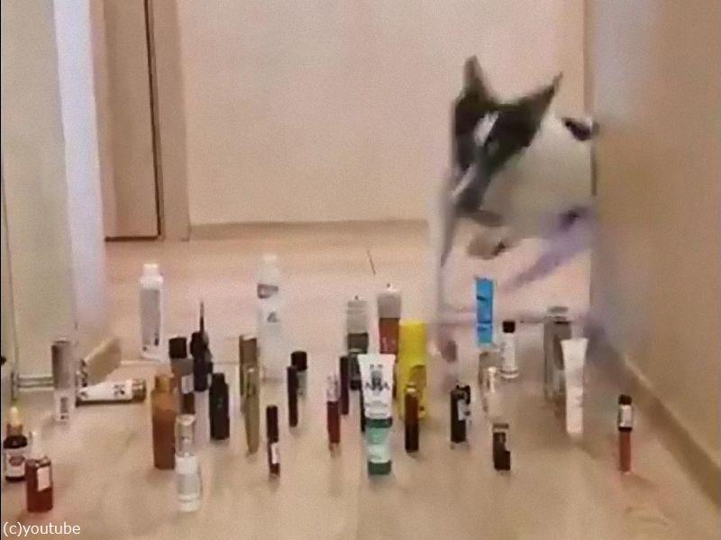 猫と犬 障害物を避けるときの違い 動画 らばq 猫と犬 障害物を避けるときの違い 動画 らばq