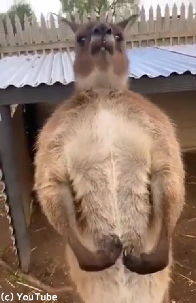 体はムキムキだけど心は甘えん坊03