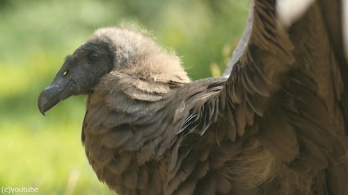 �ǥ�ޡ������뾢03