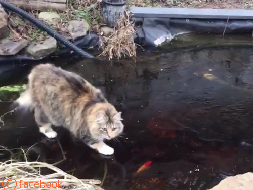 氷の上で追いかけっこ05