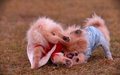 子犬の対決10