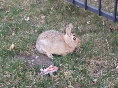 02変わった模様がある動物たち