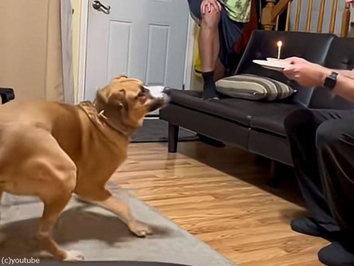 誕生日を祝ってもらった犬…見事にケーキのロウソクの火を吹き消す（動画）