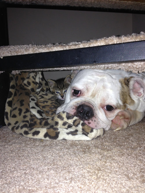 「子猫がいない…と思ったら」01