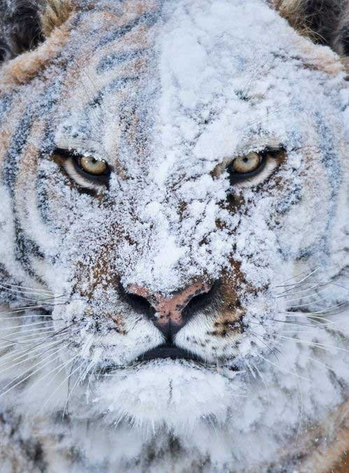 雪で遊んだ後の虎01