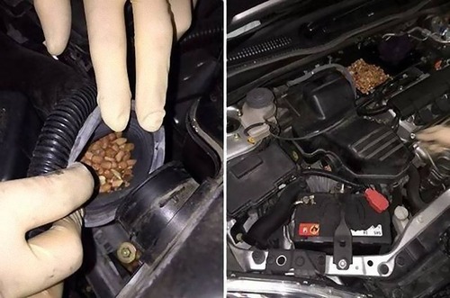 車の中にいる動物08