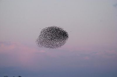 デンマークの空には巨大な「黒い太陽」が昇る06