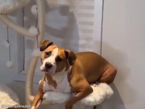 猫ファミリーの中で育ったので…自分を猫だと思っている犬