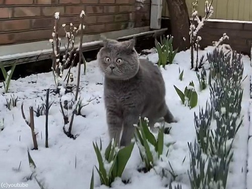 雪に驚いた猫が…これ以上ないほどわかりやすい表情を浮かべる（動画）