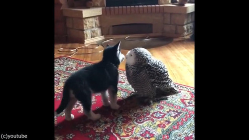 子犬とフクロウの愛情03